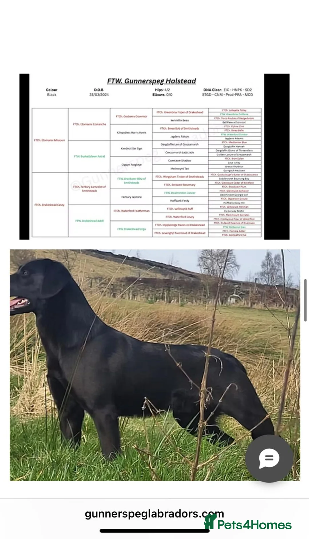 Labrador Retriever dogs for sale: Labrador Puppies  KC Reg Stunning  - Advert 2
