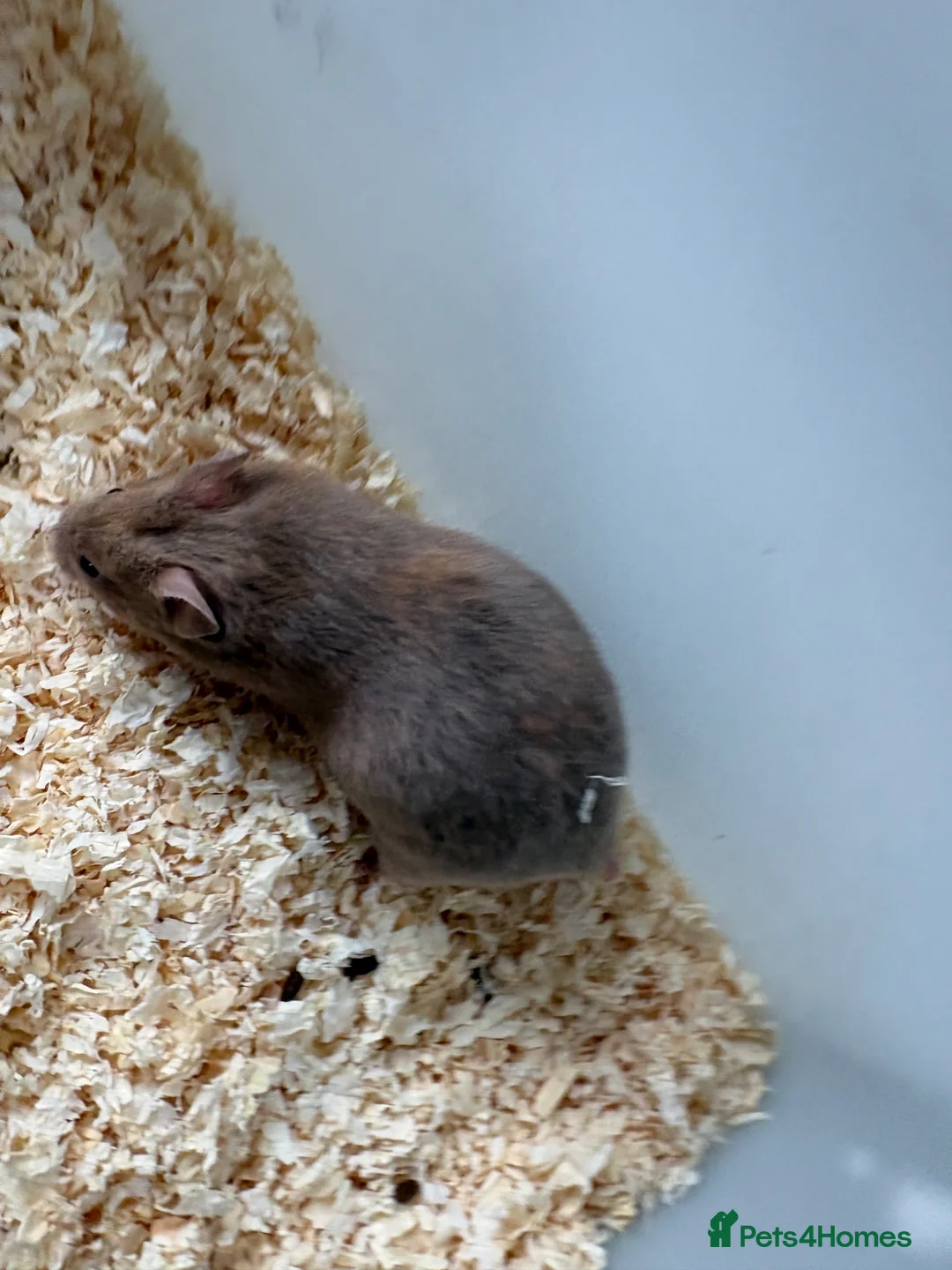 Hamster rodents for sale: Female Syrian hamsters  in Wilmslow - Advert 2
