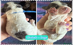 Cockapoo dogs for sale: Beautiful F2b Cockapoo Puppies 1M 1F available - Image 16