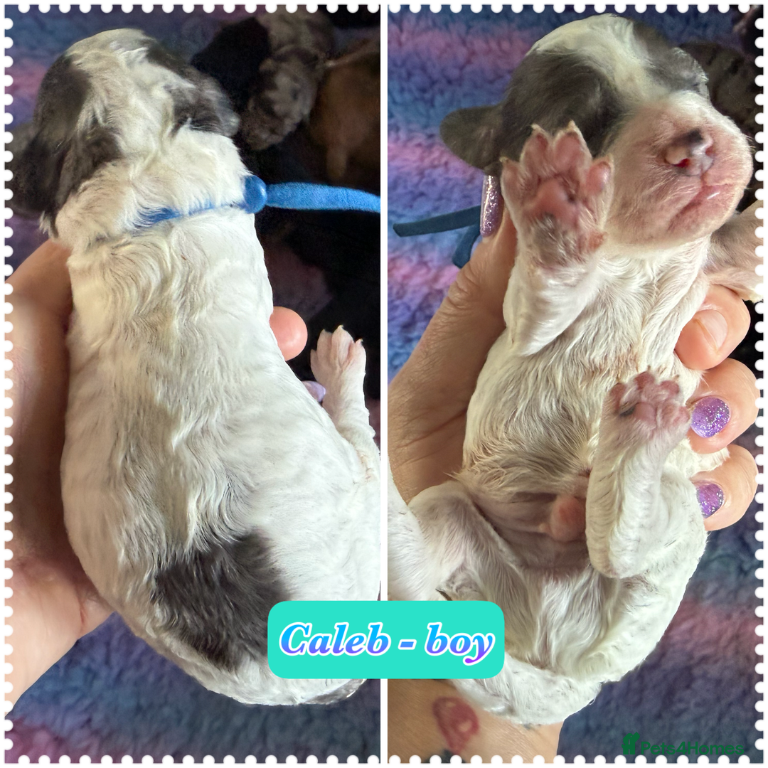 Cockapoo dogs for sale: Beautiful F2b Cockapoo Puppies 1M 1F available - Image 16
