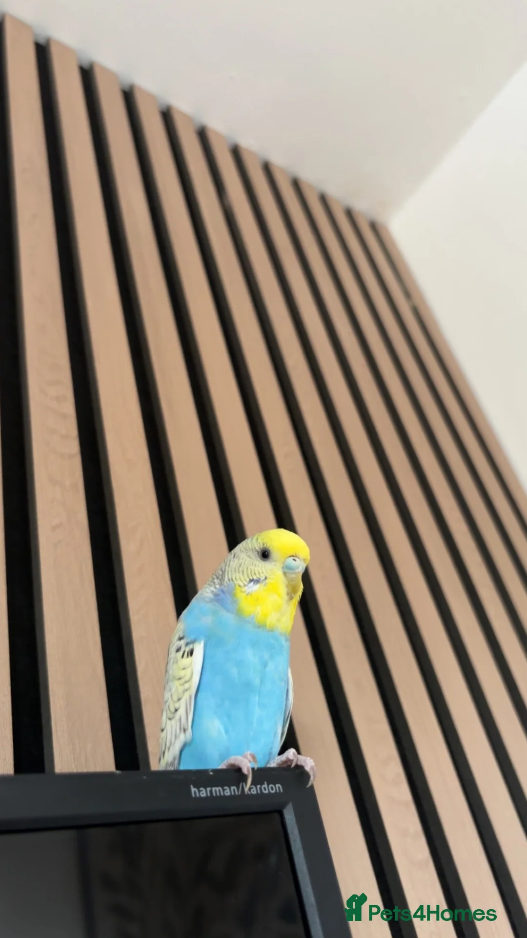 Budgerigars birds for sale: Pair of young female budgies (one is handreared) - Advert 5