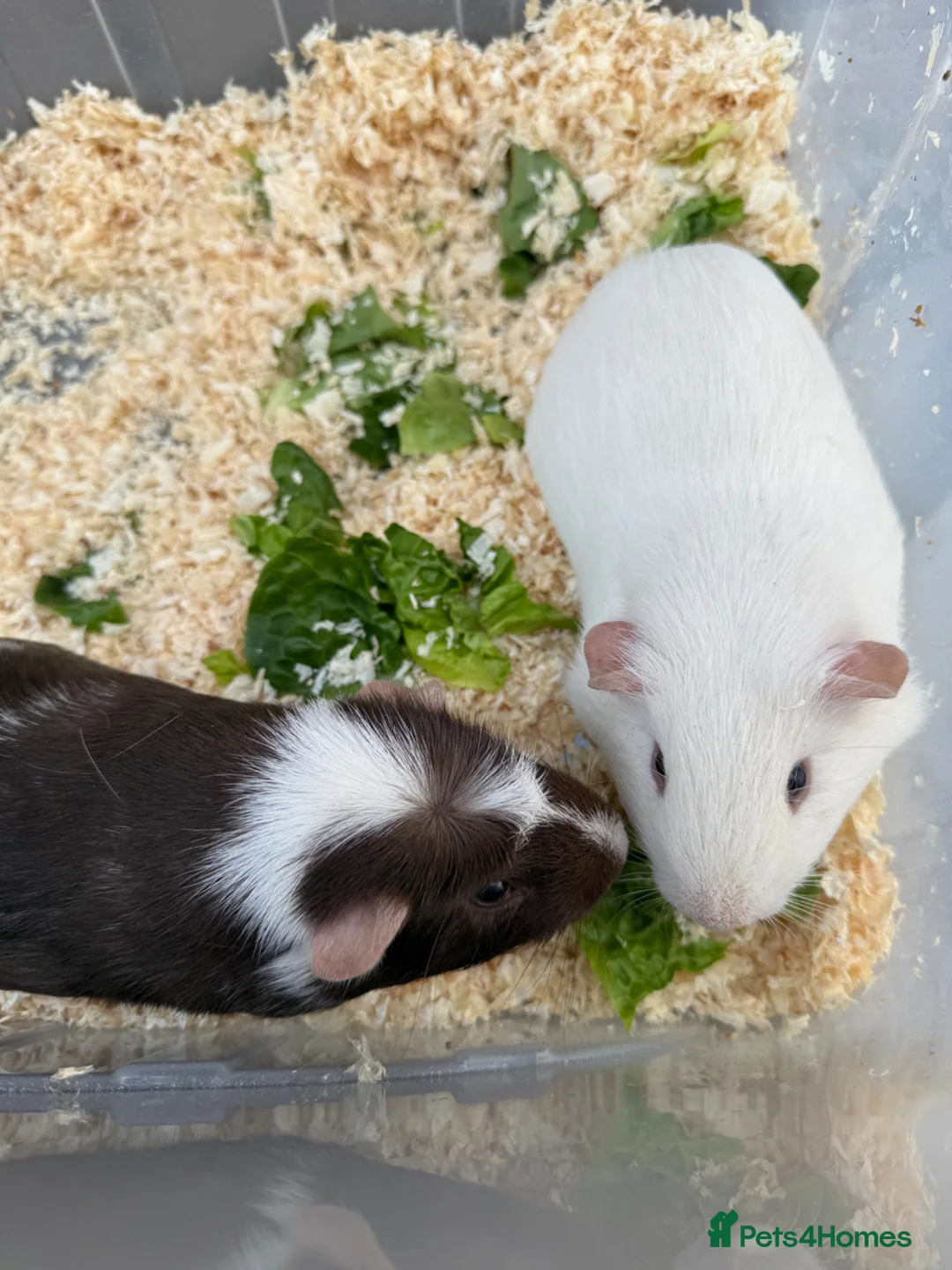 Guinea Pig rodents for sale: Guinea pigs in need of new homes!  - Advert 1