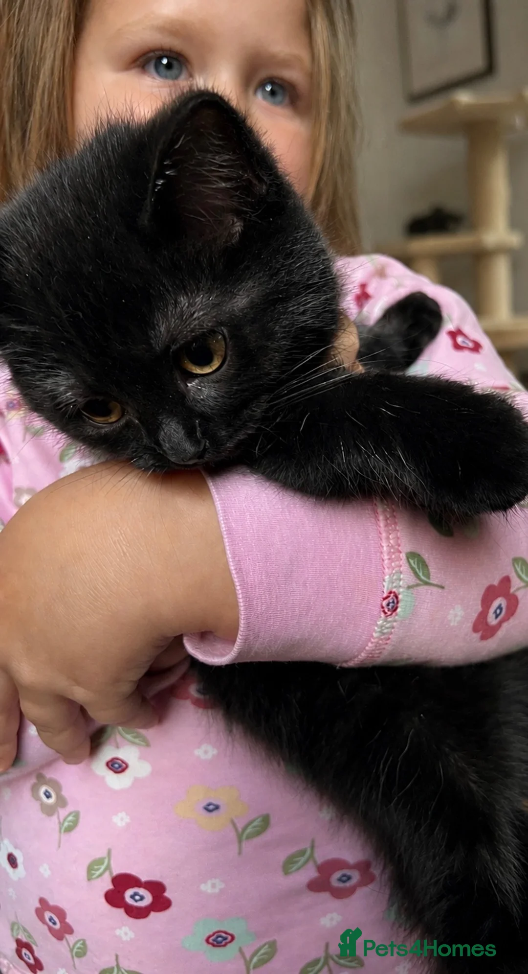 British Shorthair cats for sale: British Shorthair Kittens - Advert 2