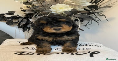 Cockapoo dogs - Advert 4