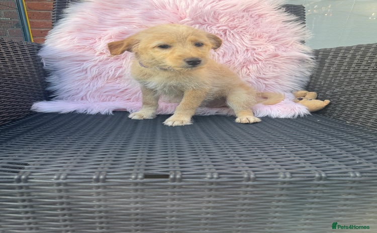 Mixed Breed dogs - Advert 2