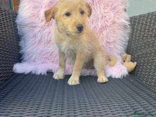 Mixed Breed dogs - Advert 12