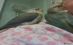 Conures birds for sale: Handreared conures - Image 4