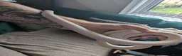 King Snake reptiles for sale: Various snakes for sale  - Advert 6