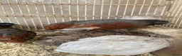 Mixed Breed poultry for sale: Beautiful Quals and Quals and chicken - Advert 18