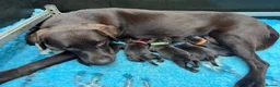 Labrador Retriever dogs for sale: KENNEL CLUB REGISTERED CHOCOLATE LABRADOR PUPPIES  - Advert 19