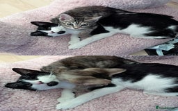 Mixed Breed cats for sale: 🐾 Three Beautiful Cats Looking for Loving Homes  - Image 14