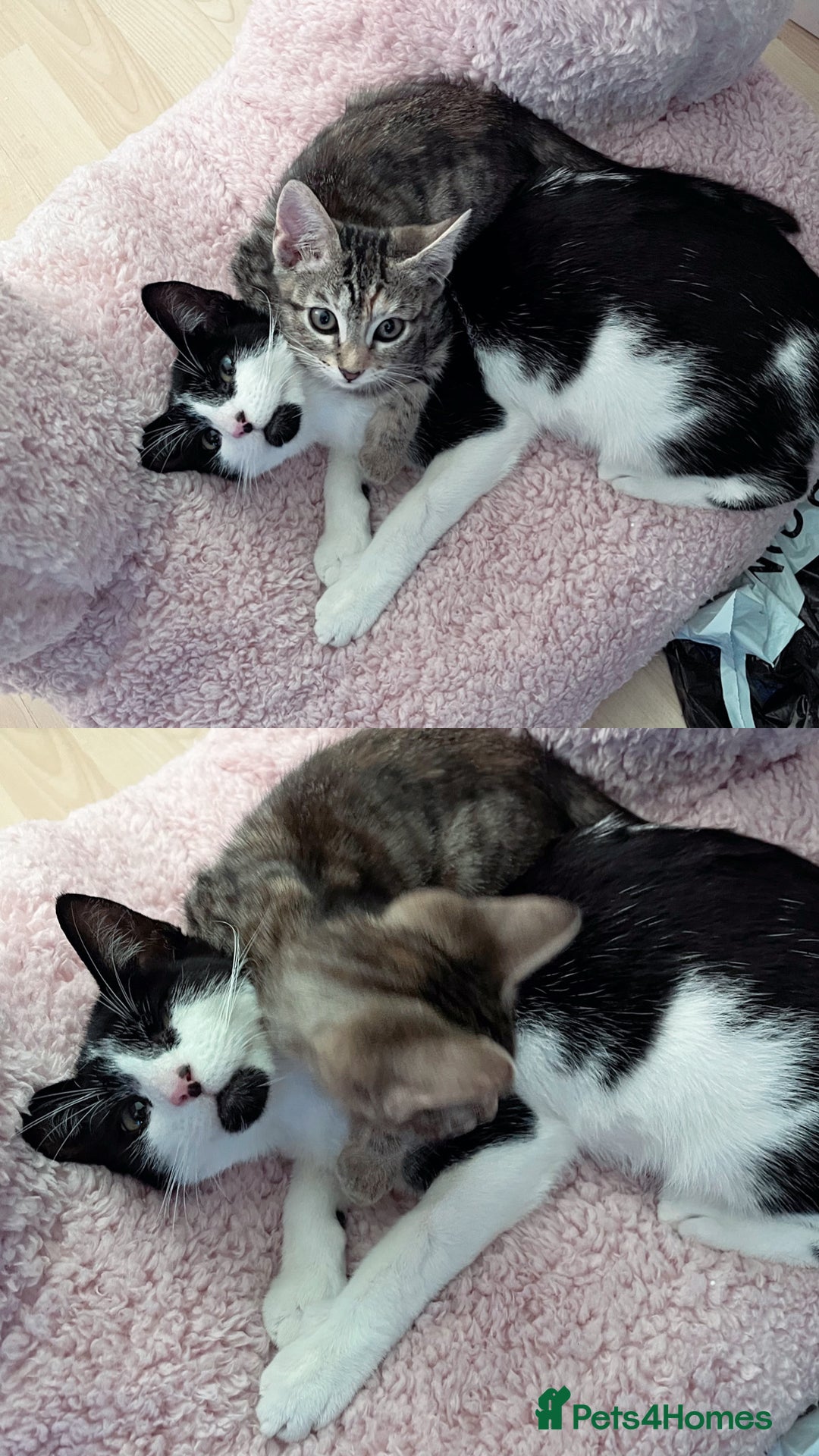 Mixed Breed cats for sale: 🐾 Three Beautiful Cats Looking for Loving Homes  - Image 14