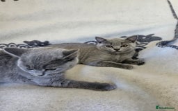 British Shorthair cats for sale: Meet the Purrfect Kittens: Your Future Best Friend - Image 1