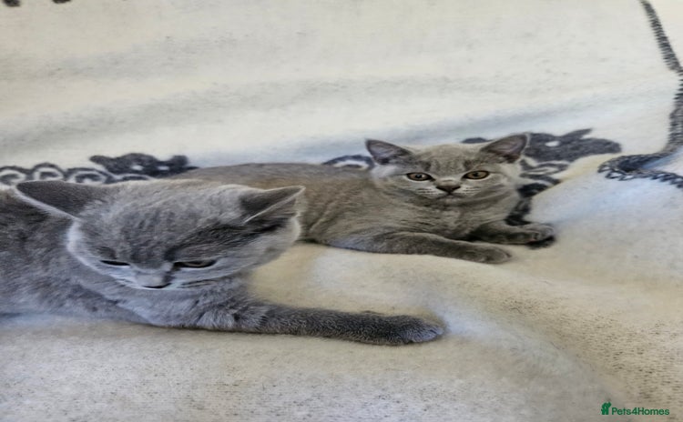 British Shorthair cats for sale - Advert 2