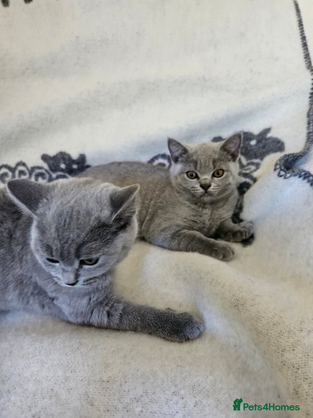 British Shorthair cats for sale: Meet the Purrfect Kittens: Your Future Best Friend - Image 1