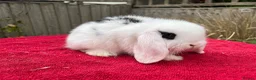 Mini Lop rabbits for sale: Gorgeous pure Mini lops  - Advert 15