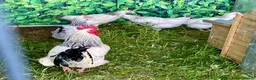 Chickens poultry for sale: Large Fowl Light Sussex Breeding Chicken 5 Birds - Advert 10