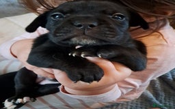 Mixed Breed dogs for sale: Frenchbulldog cross puppies  - Image 7