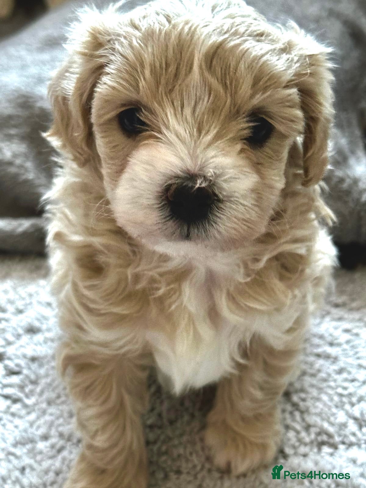 Maltipoo dogs Maltipoo Puppies 💗 - Advert 9