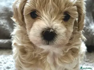 Maltipoo dogs Maltipoo Puppies 💗 - Advert 9