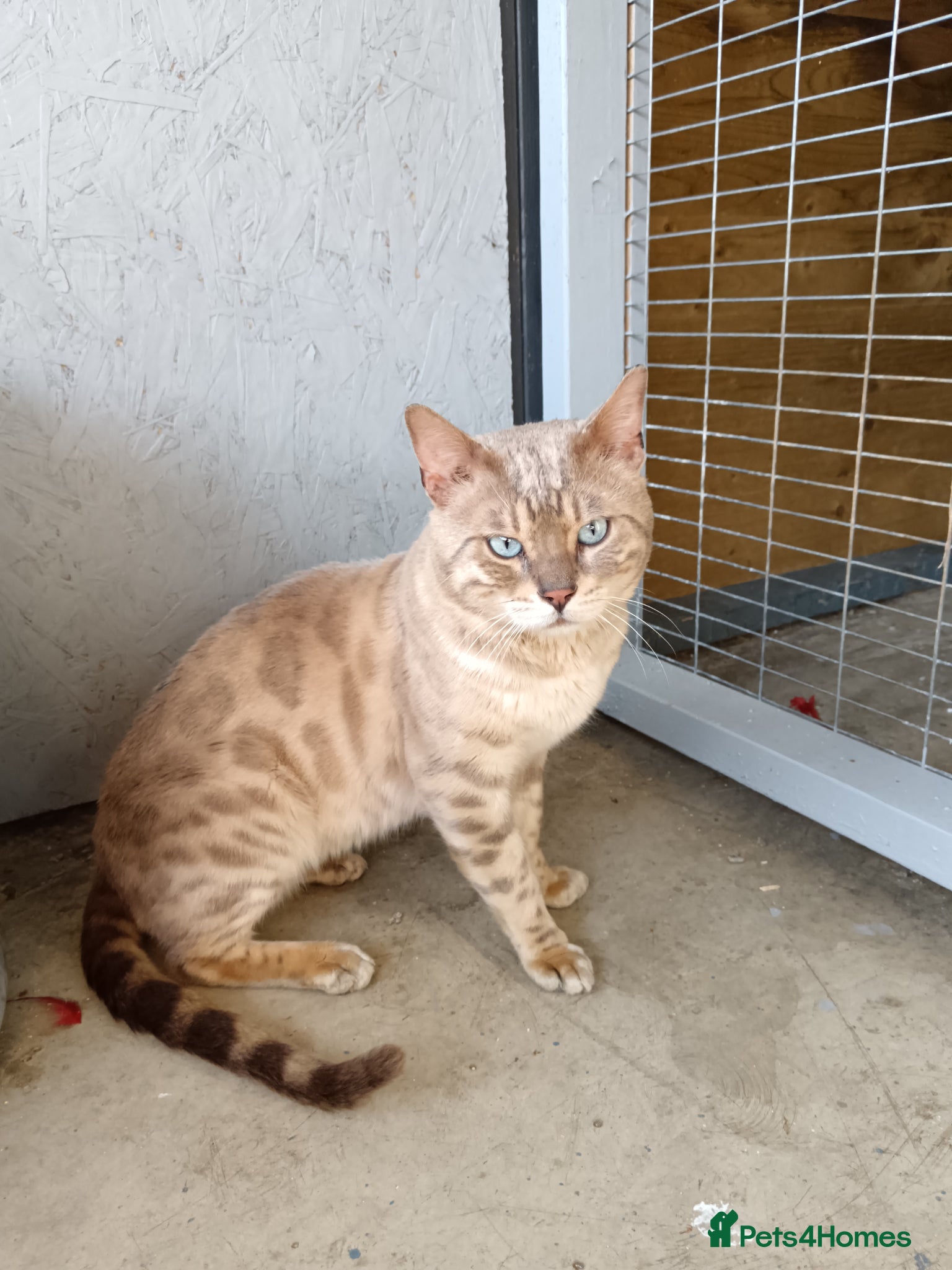 Bengal cats Silver blue mink pure Bengal stud - Advert 1