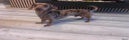 Miniature Dachshund dogs for stud: 🔥Dapple🔥Miniature Dachshund🔥KC reg🔥Proven Stud - Advert 7