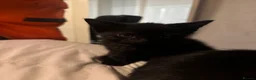 Mixed Breed cats for sale: 3 beautiful black kittens  in Stoke-on-Trent - Advert 2