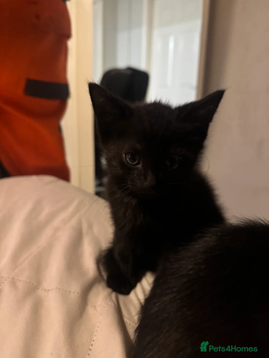 Mixed Breed cats for sale: 3 beautiful black kittens  in Stoke-on-Trent - Advert 2