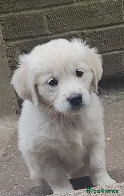 Golden Retriever dogs Last Beautiful snowy white girl  - Advert 17