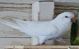Parrots birds for sale: Pair of quaker parrots for sale  - Image 9