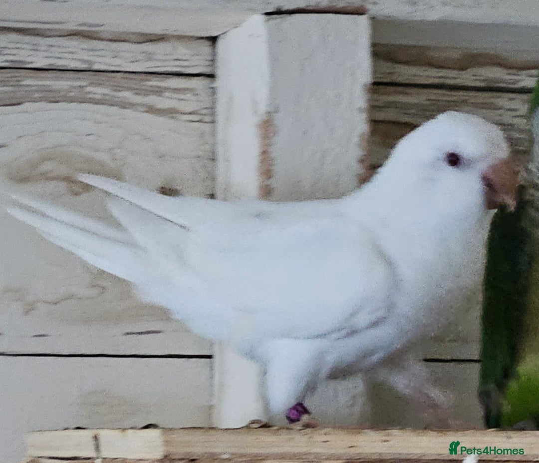 Parrots birds for sale: Pair of quaker parrots for sale  - Image 9