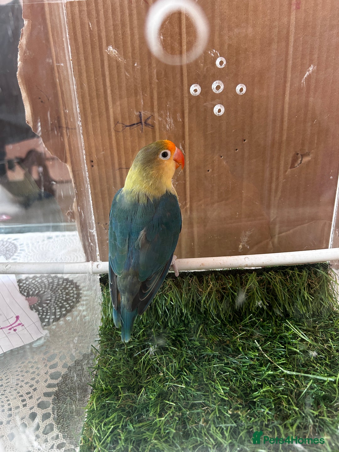 Lovebirds birds for sale: Beautiful Opline lovebirds in Birmingham - Image 18