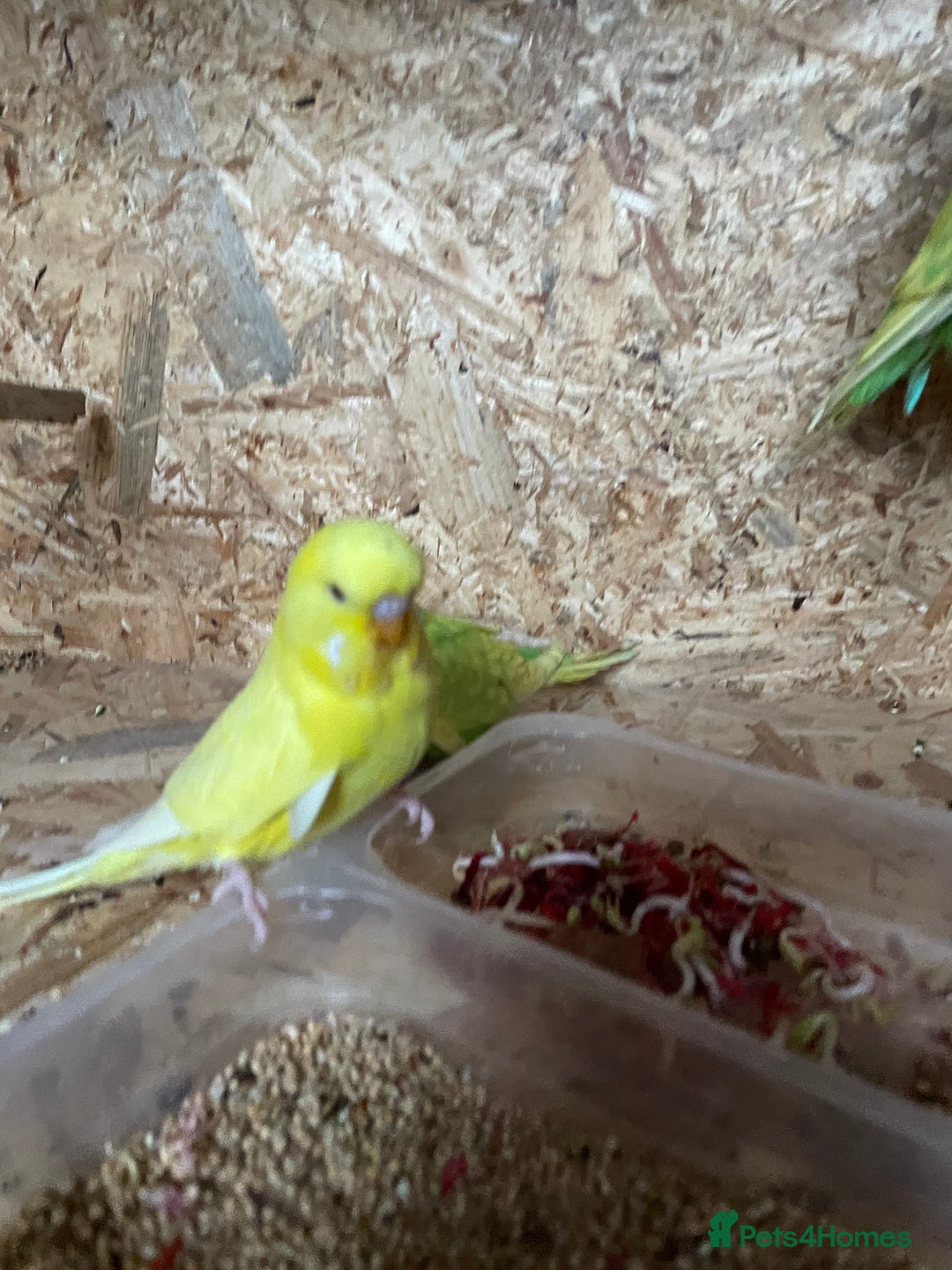 Budgerigars birds for sale: Baby Budgies for sale - Image 5