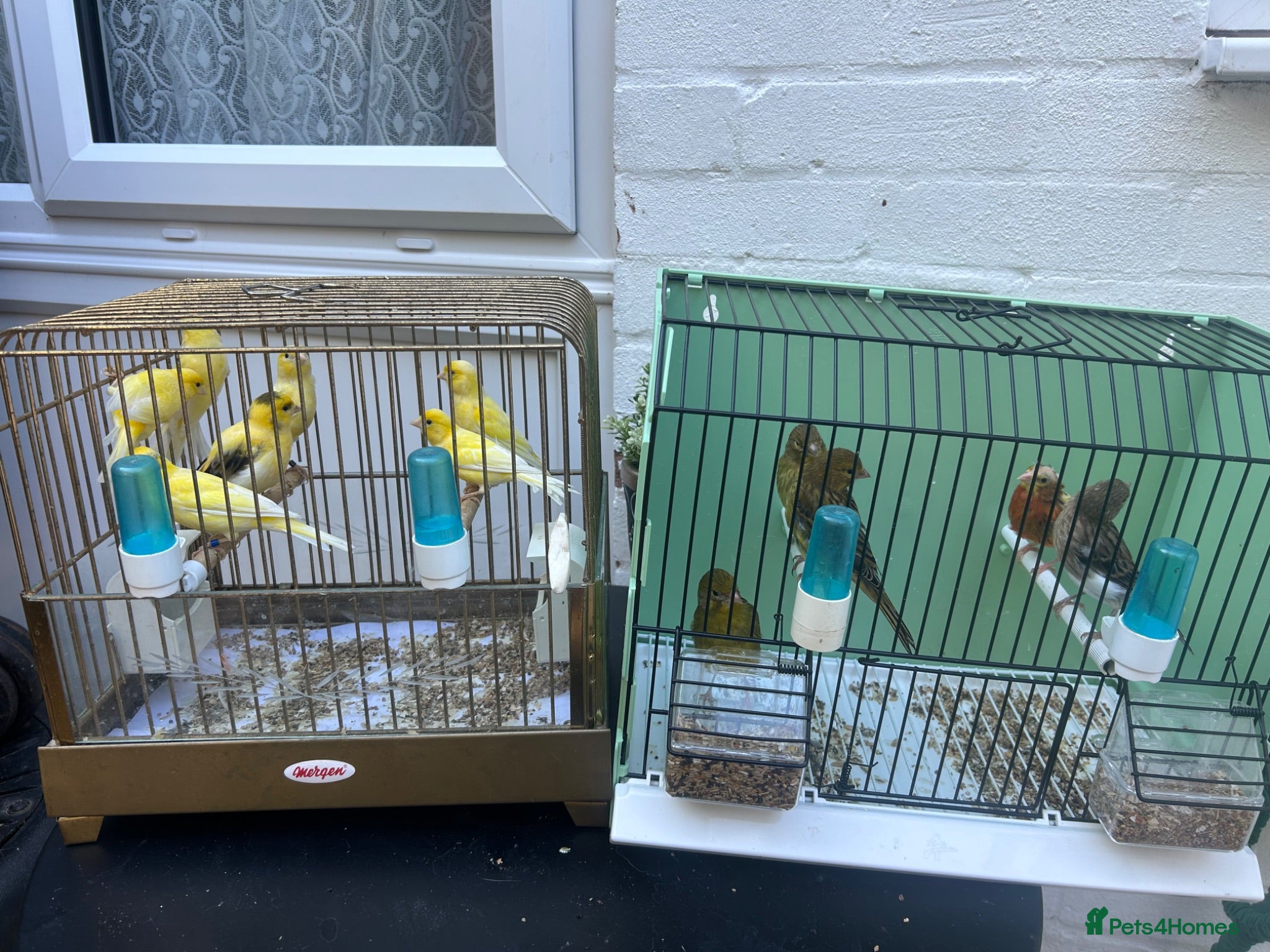 Canaries birds Canerys for sale  - Advert 24