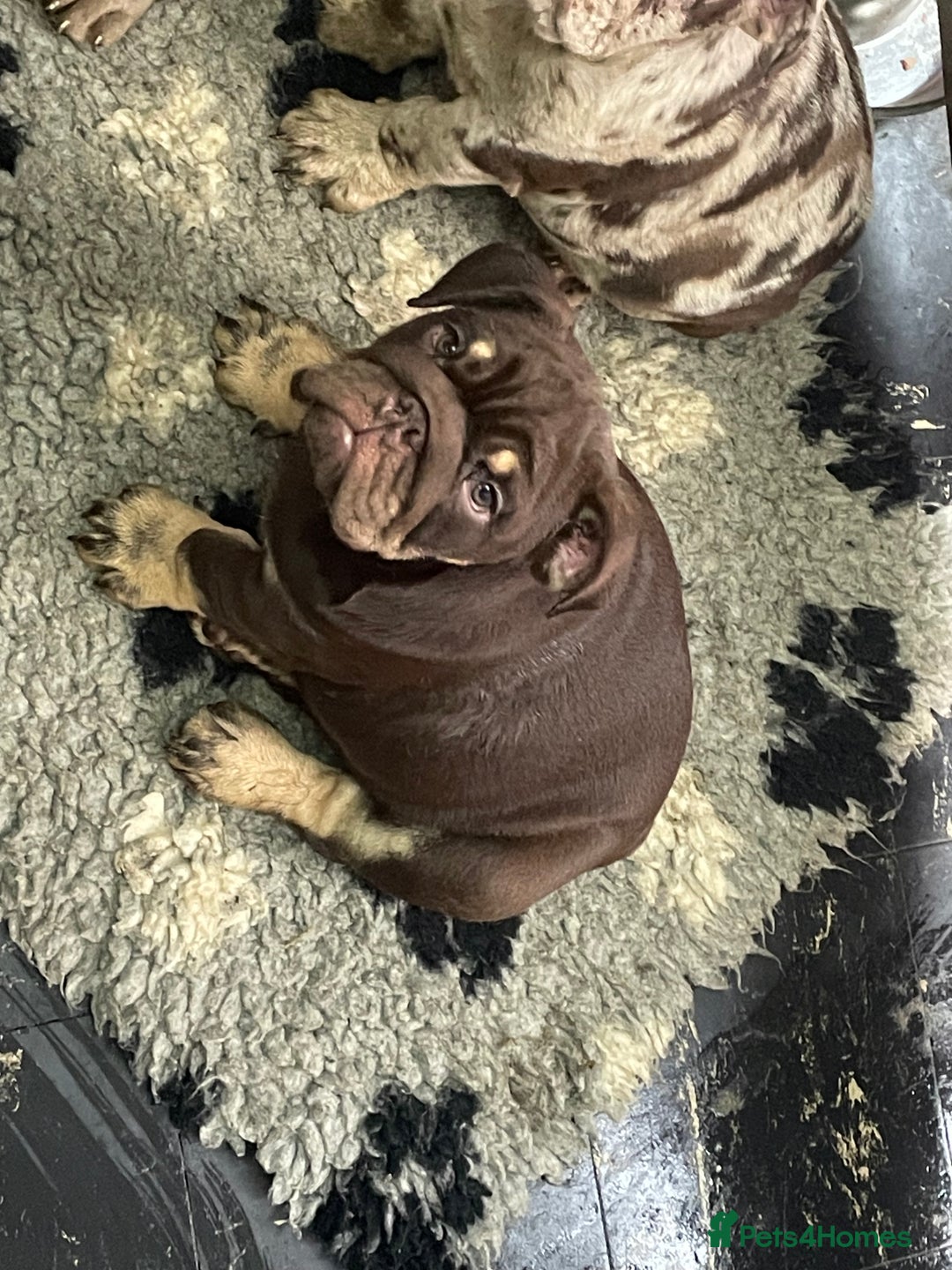 English Bulldog dogs for sale: World class English bulldogs / reduced  - Image 5