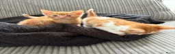 British Shorthair cats for sale: Gorgeous ginger babies in Swaffham - Advert 10