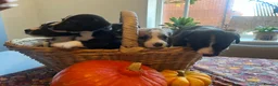 Mixed Breed dogs for sale: Beddy whippet (F1) x Jack Russell pups - Advert 19