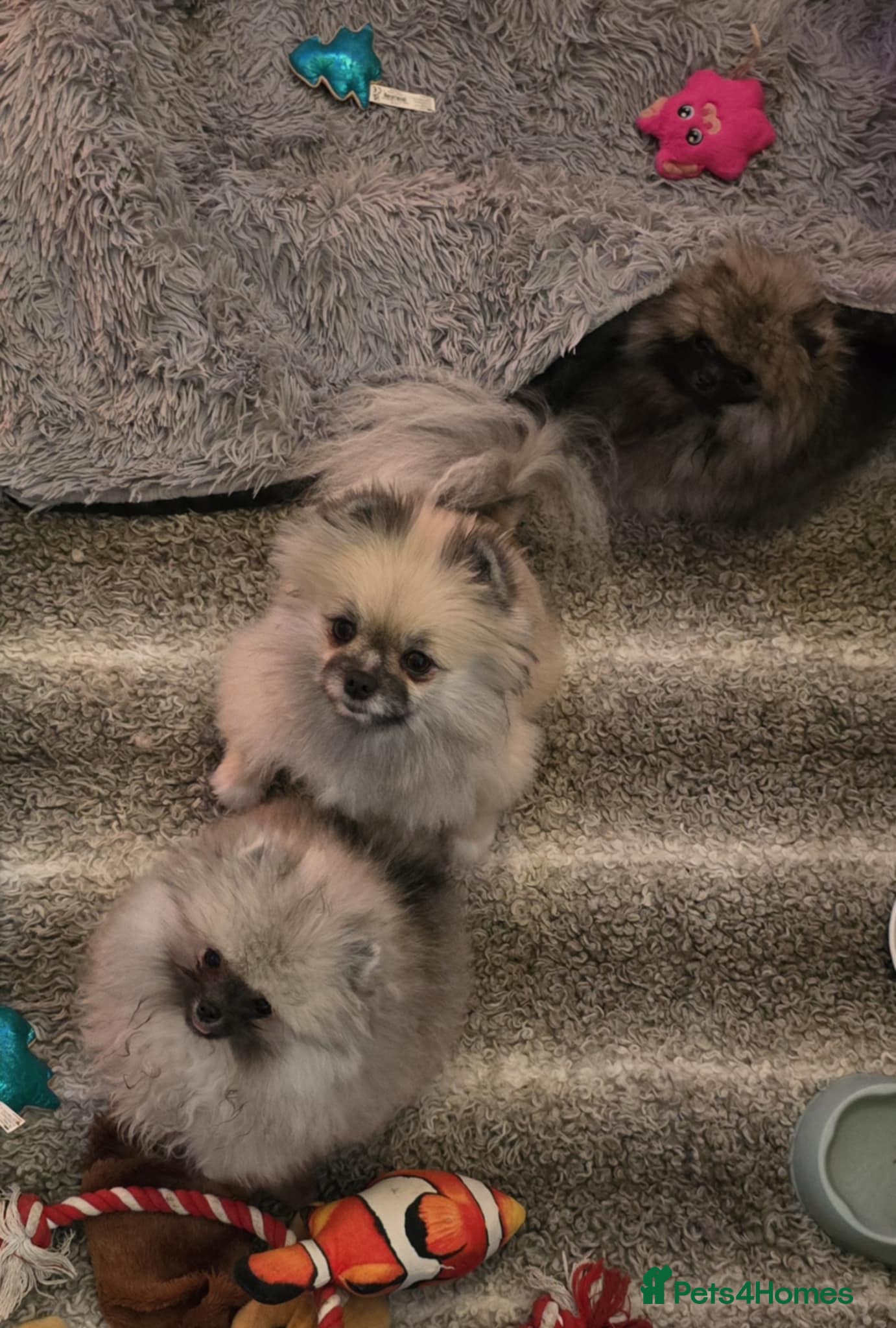 Pomeranian dogs Fabulous boys available to discerning pet homes - Advert 10