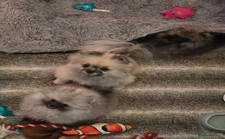 Pomeranian dogs Fabulous boys available to discerning pet homes - Advert 3