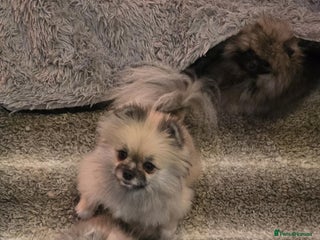Pomeranian dogs Fabulous boys available to discerning pet homes - Advert 2