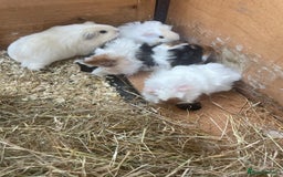 Guinea Pig rodents for sale: Peruvian cross Silkie baby gunieapigs  - Image 13
