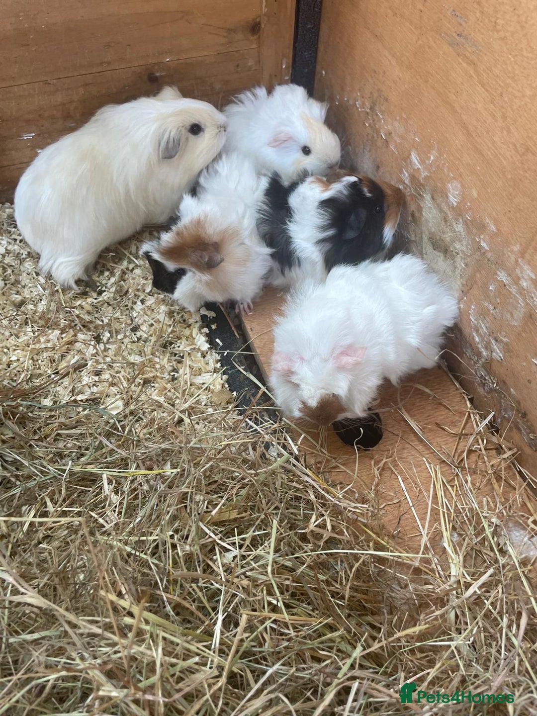 Guinea Pig rodents for sale: Peruvian cross Silkie baby gunieapigs  - Image 13
