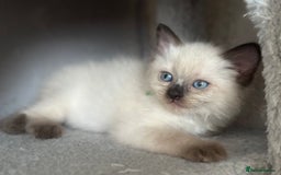 Ragdoll cats for sale: ✨Seal Point Male - Ready from 15th Nov 💙 - Image 14