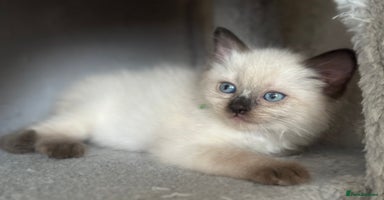 Ragdoll cats - Advert 3