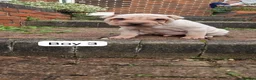Shar Pei dogs for sale: Shar pei puppies  in Stockport - Advert 4
