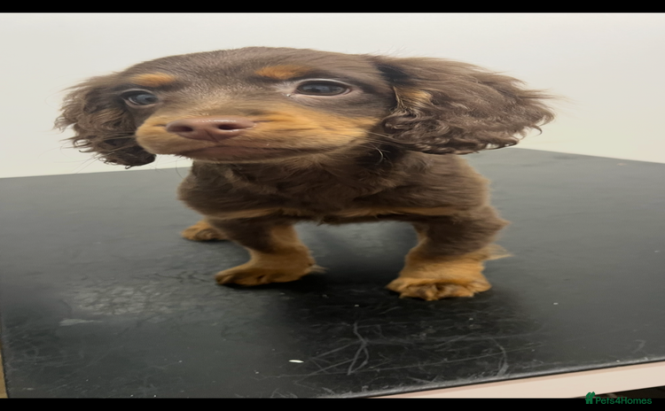 Cockapoo dogs - Advert 14