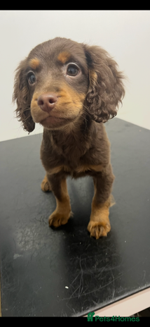 Cockapoo dogs - Advert 14