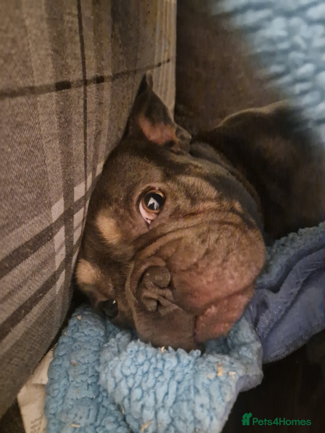 French Bulldog dogs for sale: 2 year old full breed French Bull boy - Advert 3