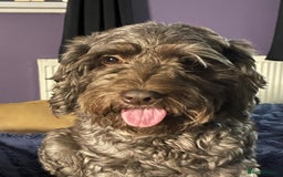 Cockapoo dogs for sale: stunning cockapoos for sale - Image 16