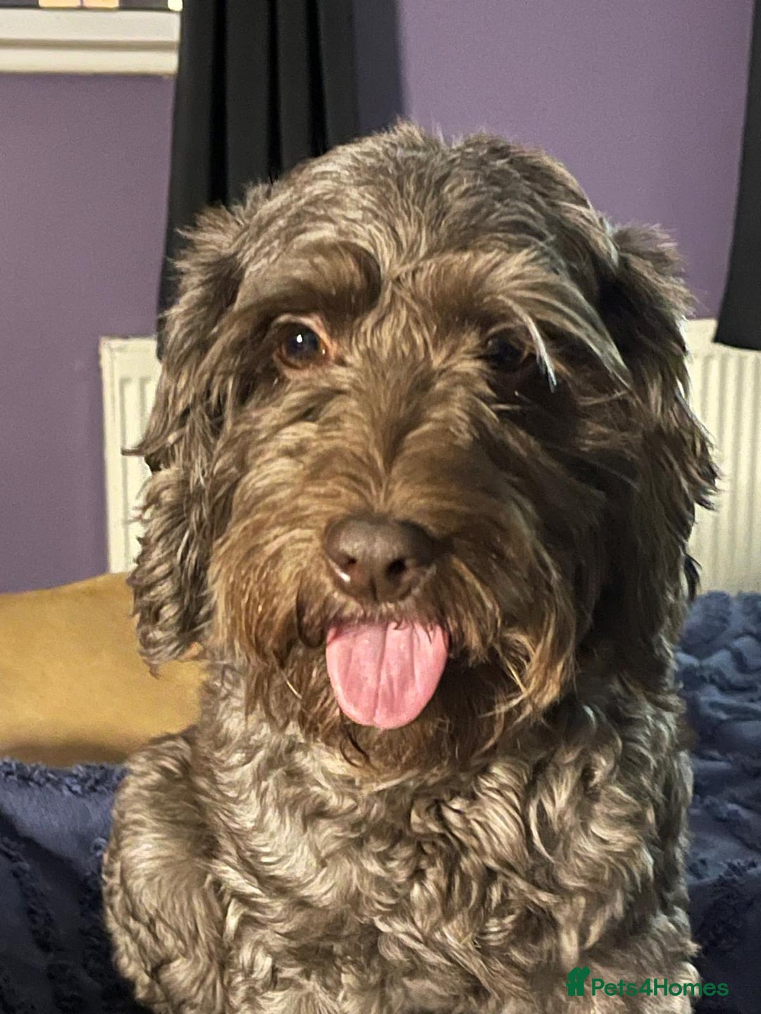 Cockapoo dogs for sale: stunning cockapoos for sale - Image 16